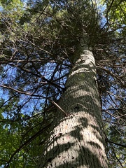 Chamaecyparis thyoides