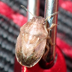 Neottiglossa pusilla