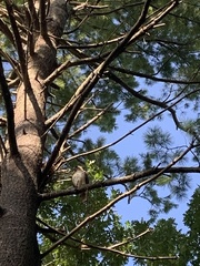 Buteo jamaicensis