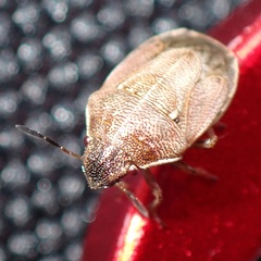 Neottiglossa pusilla