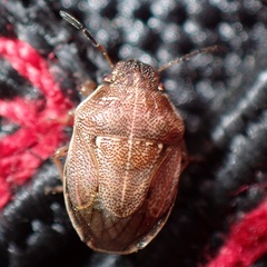 Neottiglossa pusilla