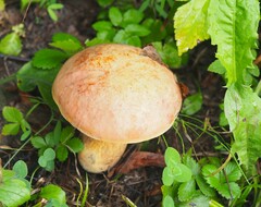 Suillellus