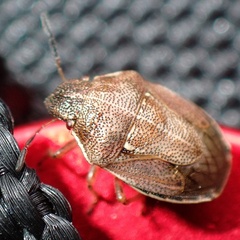 Neottiglossa pusilla