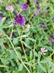 Medicago
