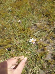 Cosmos parviflorus