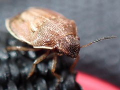 Neottiglossa pusilla