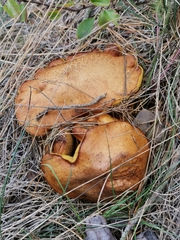 Suillus