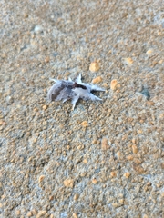 Tolype velleda