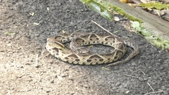 Bothrops jararacussu