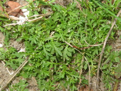 Lepidium didymum