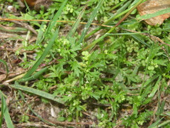 Lepidium didymum