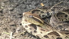 Bothrops jararacussu
