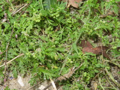 Lepidium didymum