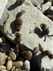 Otospermophilus beecheyi