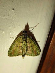 Chloroclysta siterata