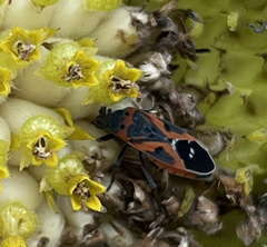 Lygaeus kalmii