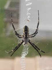Argiope aurantia