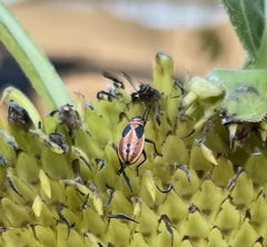 Lygaeus kalmii
