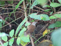 Cantorchilus leucotis