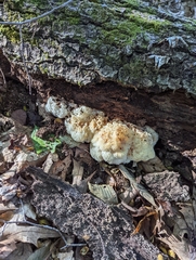 Hericium erinaceus