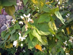 Sparrmannia