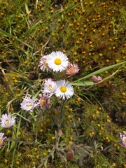 Erigeron divergens