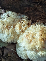 Hericium erinaceus