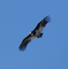 Trigonoceps occipitalis