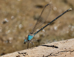 Argia moesta
