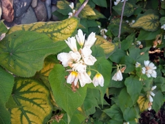 Sparrmannia
