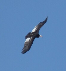 Trigonoceps occipitalis