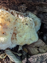 Hericium erinaceus