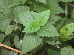 Lamium purpureum