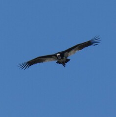 Trigonoceps occipitalis