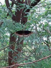Euploea core