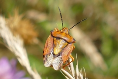 Carpocoris purpureipennis