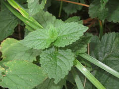 Lamium purpureum
