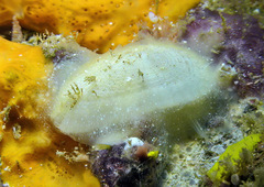 Emarginella