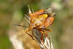 Carpocoris purpureipennis