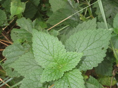 Lamium purpureum