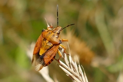 Carpocoris purpureipennis