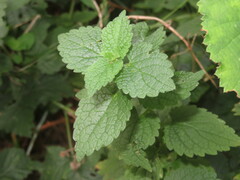 Lamium purpureum