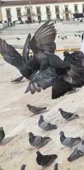 Aves