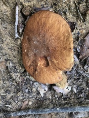 Gyroporus castaneus
