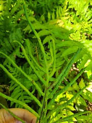 Woodwardia areolata