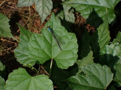 Argia apicalis