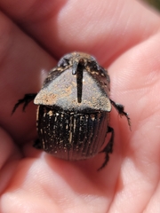 Phanaeus triangularis