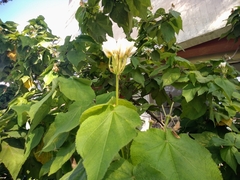 Sparrmannia