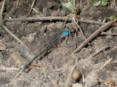 Argia apicalis