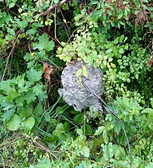 Dolichovespula maculata